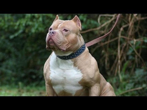 Zoofilia free videos