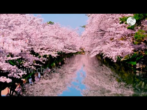 В Японии расцвела сакура