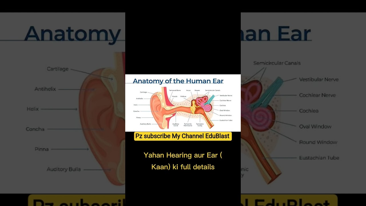 Hearing and the ear