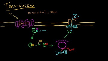 GPCRs in Vision (Transducins)