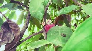 natual fruîes #shots #garden #fruites by Vishvasichalum illenkilum 4 views 1 month ago 30 seconds