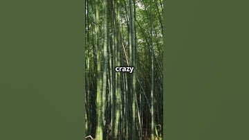 Building with Bamboo Pros and Cons in 30 Seconds! #civilengineering #architecture #bamboo