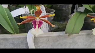 :   Orchidarium