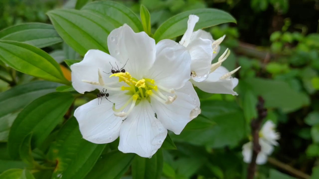 Melastoma White Flower Plant | Flower Plants | Variety | Nature
