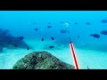HOME VIDEO 1: Spearfishing a Gold coast small mouth nannygai