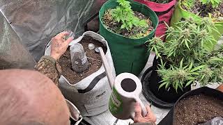 UPDATE:  Battle of the Autos! Pt.2   #PlantJanitor