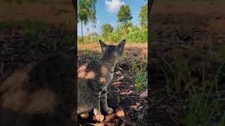 sivam pranks video @vlog_by_rk161 iral @harendracomedyteam9491 $#phonk
