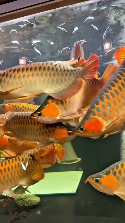 Big Arowana fish tank in villa