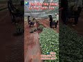 Cà Phê Xanh Lùn Chuẩn Giống 0933.333.771 #tgcg #farming #caphe #robusta #robustacoffee #caphexanhlun