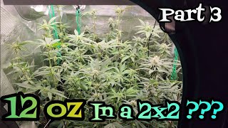 12 oz in a 2x2 Grow Tent??? Part 3, Grown under the Mars Hydro FC3000