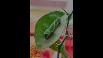Caterpillar to butterfly transformation for kids #metamorphosis #kids #science #butterfly #miracle