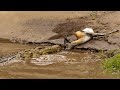 Crocodile Attacks Gazelle In The Wild - Reptile Story