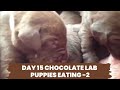 Day 15 chocolate lab puppies eating 2