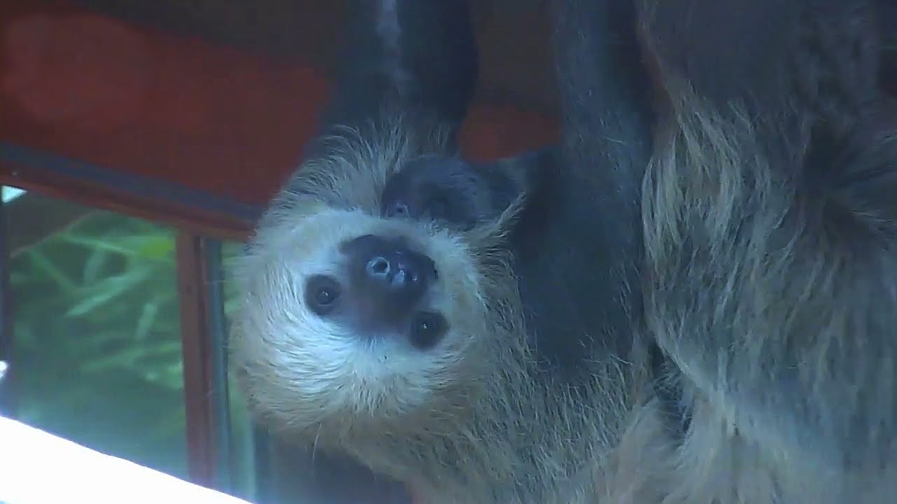 clips for crocs Bonnie the Sloth Takes Her Baby for a Walk