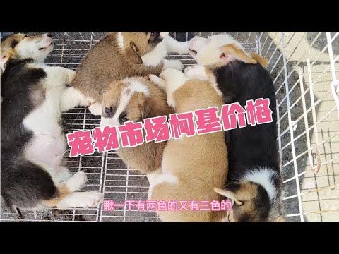 宠物市场，柯基都是什么价格，今天一探究竟