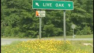 Full Native Florida Wildflowers (Part 2) News