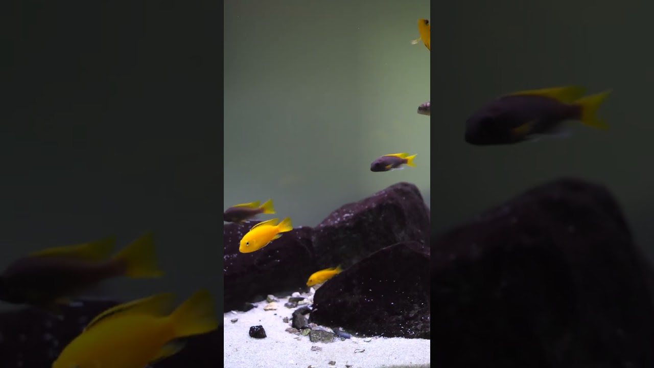 The colors of these African cichlids are incredible! 😲 #shorts