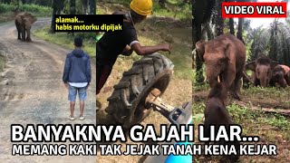 LELAKI CUAK DIKEJAR GAJAH LIAR🔴KEJADIAN KEBUN SAWIT DI SABAH