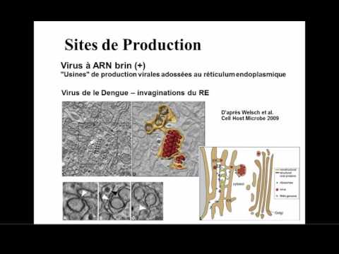 Vidéo: Réévaluation Des Rôles Pathogènes De La Protéine Non Structurale 1 Et De Ses Anticorps Lors D'une Infection Par Le Virus De La Dengue