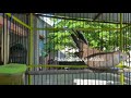 Burung Perkutut Lokal Suara Jernih Dan Merdu Cocok Buat Pancingan Dan Pikat Mp3 - Mp4 Download