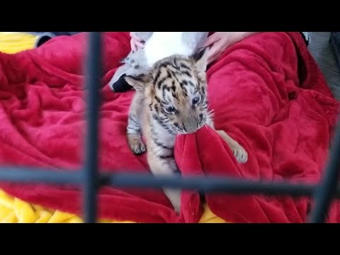 leopard print Little boy update (he's better now, but things got scary)