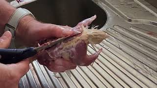 killing and processing quail. by Adam Booth 48 views 5 months ago 3 minutes, 36 seconds