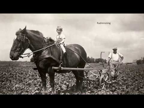 Video: Sukkerrør. Forarbejdning