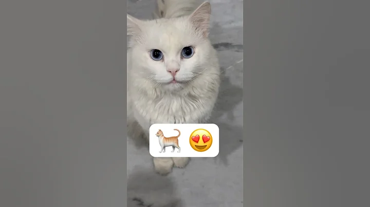 Video 10964161: persian cat cutecat, beautiful persian cat, blue eyed fluffy cat, cute blue eyes cat, cat steals, cat meets, kitty