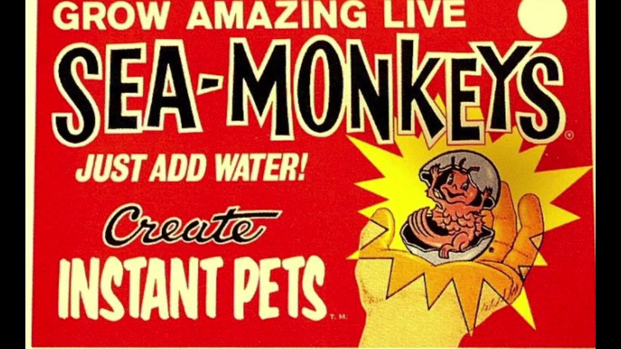National Sea Monkey Day on May 16th YouTube