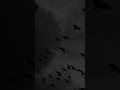 [FREE] experimental type beat [DARK] - darkness #shorts #beats
