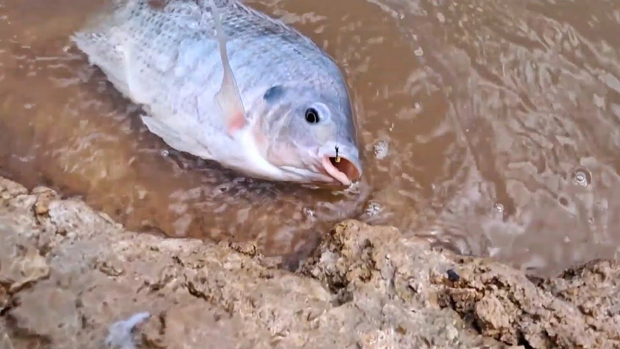 Elas estavam todas aqui nesse poço abençoado! Pescaria de tilapia selvagem 