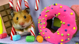 Hamster in Chocolate MAZE in real life | Hamsters Show