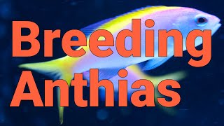 How to Breed Marcia's Anthias, a Colorful Coral Reef Fish