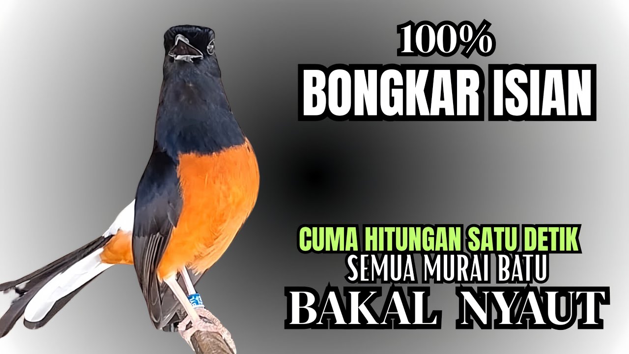 PANCINGAN Murai Batu FIGHTER NEMBAK ISIAN KASAR !! Murai macet bunyi dengar ini langsung GACOR ISIAN