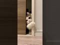 “Billi Cute Nahi… Ek Silent Hunter Hai 😳🐱”