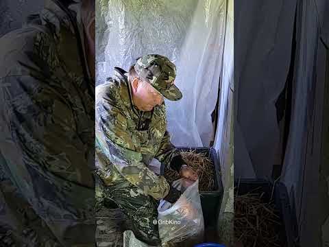 Как вырастить грибы дома!
