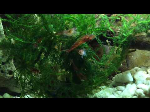 Cherry Shrimp Loves Java Moss