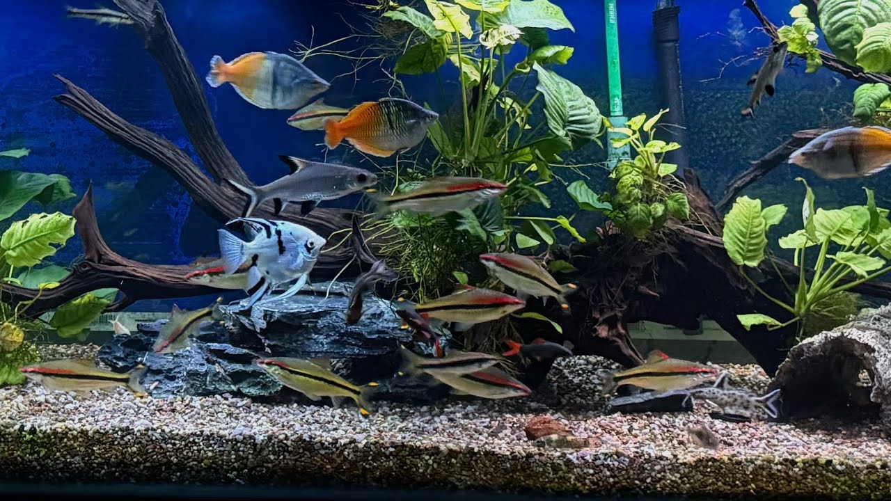 Aquarium Update : 240g Gets Makeover 