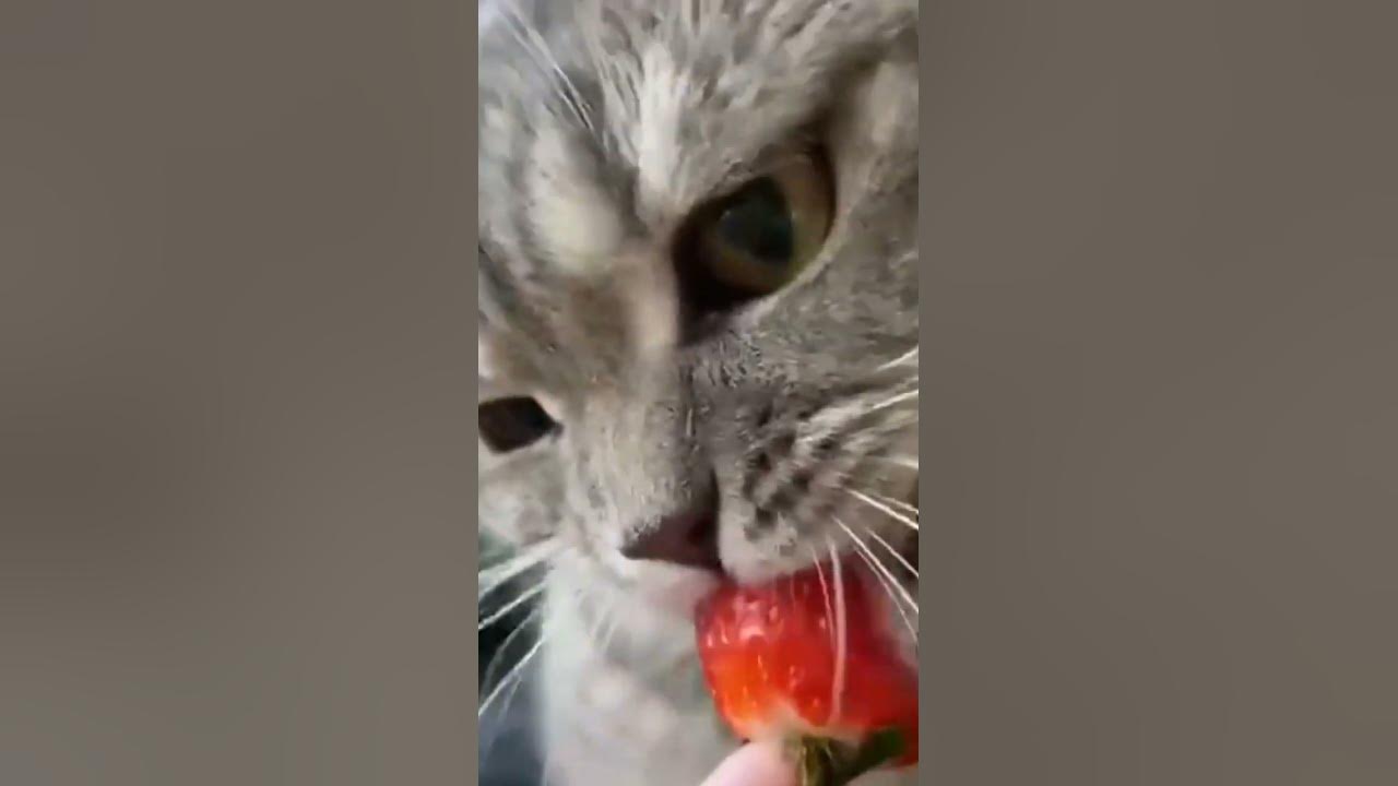 #котик # #клубника - YouTube