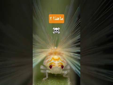 هل رأيت هذه الحشرات من قبل 