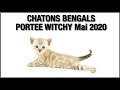 Votre chaton bengal de la porte de witchy mai 2020 par bengal laurentides