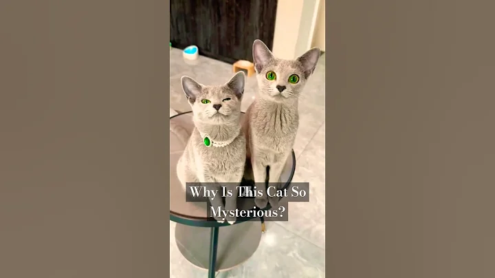 Video 8934021: russian blue cat, meet russian blue, cats catlover funny