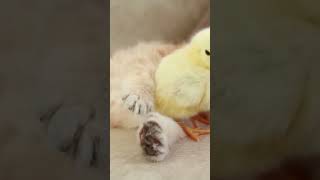 Kitten sleeps sweetly with the Chicken ?shorts shortvideo cat cats catvideo