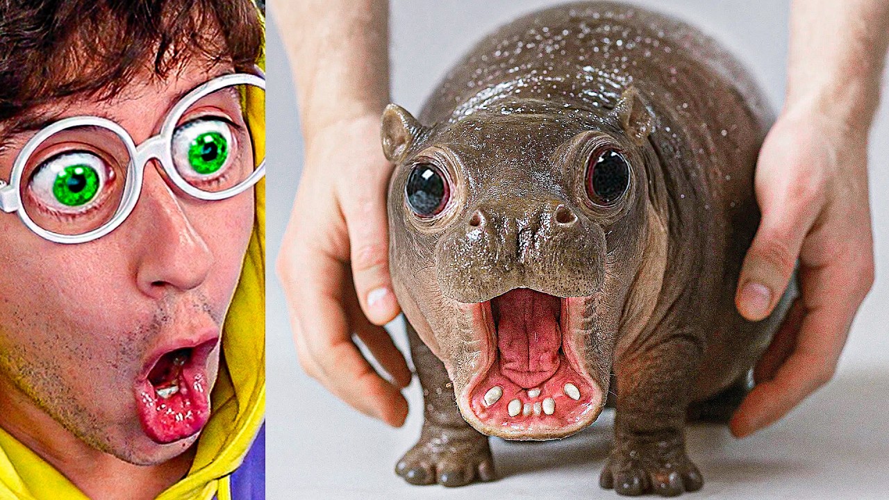 Animales BEBÉS más MONOS del MUNDO!!! (Intenta NO decir OOOOH) #7