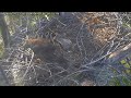 Captiva florida eagle ptz cam  fundraiser for new cam  lusa memorial  link in description