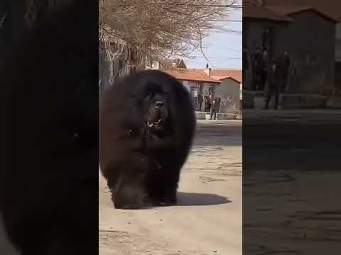 वीडियो: क्या कुत्ते भालू से डरते हैं?