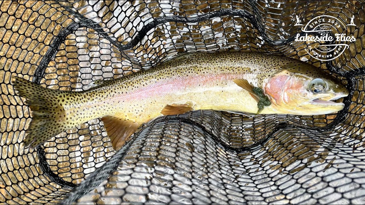 Dry flying at Cheesman Canyon - Rainbow Trout - Peter's catch