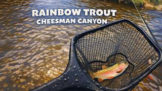 Dry flying at Cheesman Canyon - Rainbow Trout - Peter's catch