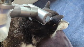 柴犬の換毛期に大活躍するダイソン/ Dyson