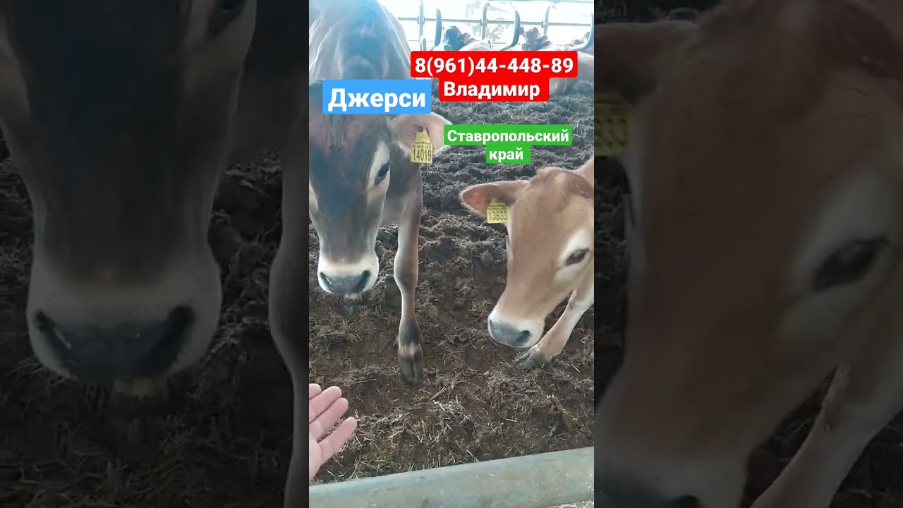 Купить Корову Джерси В Воронежской Области